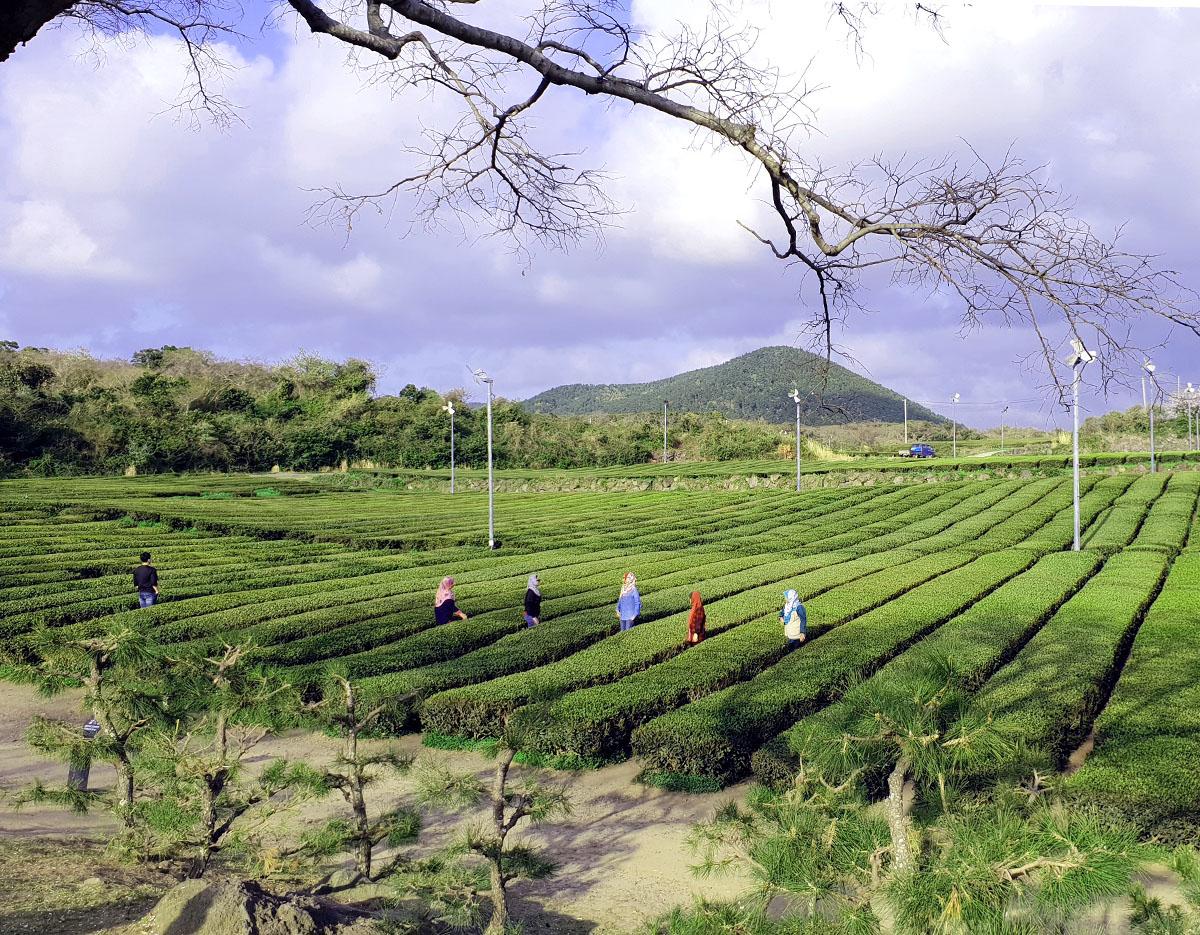 Osulloc Tea Museum