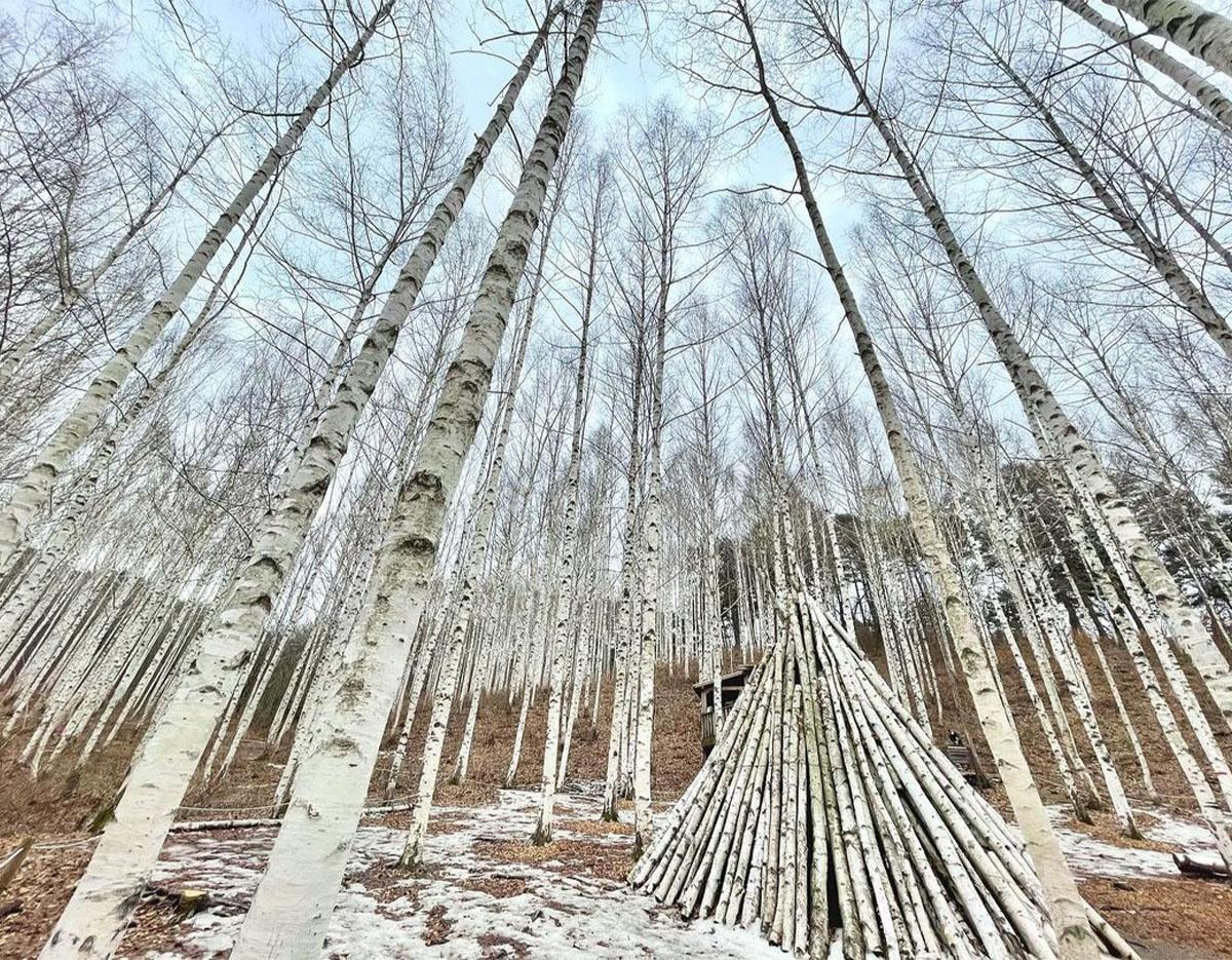 Wondae-ri Birch Forest