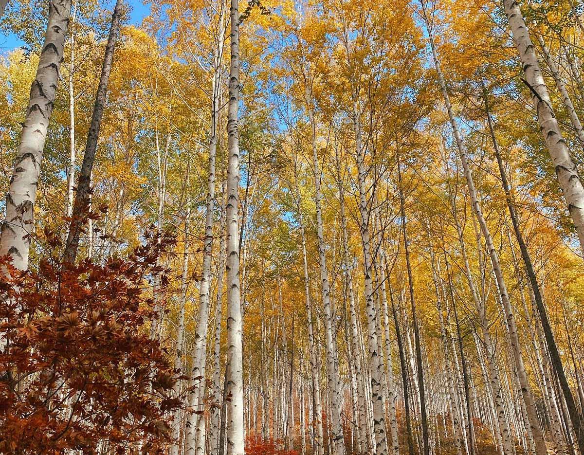 Wondaeri Birch Forest