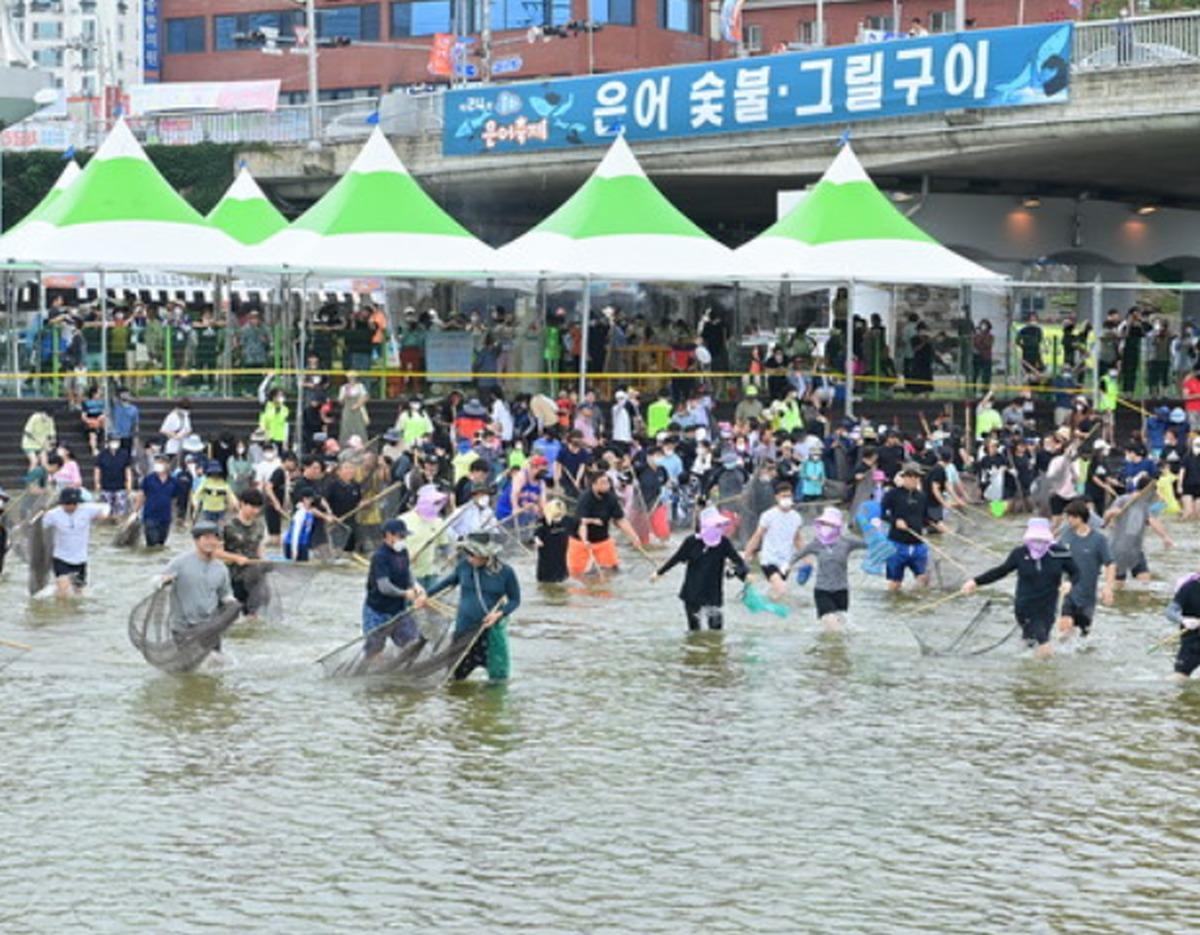Bonghwa Sweetfish Festival sweetfish catching