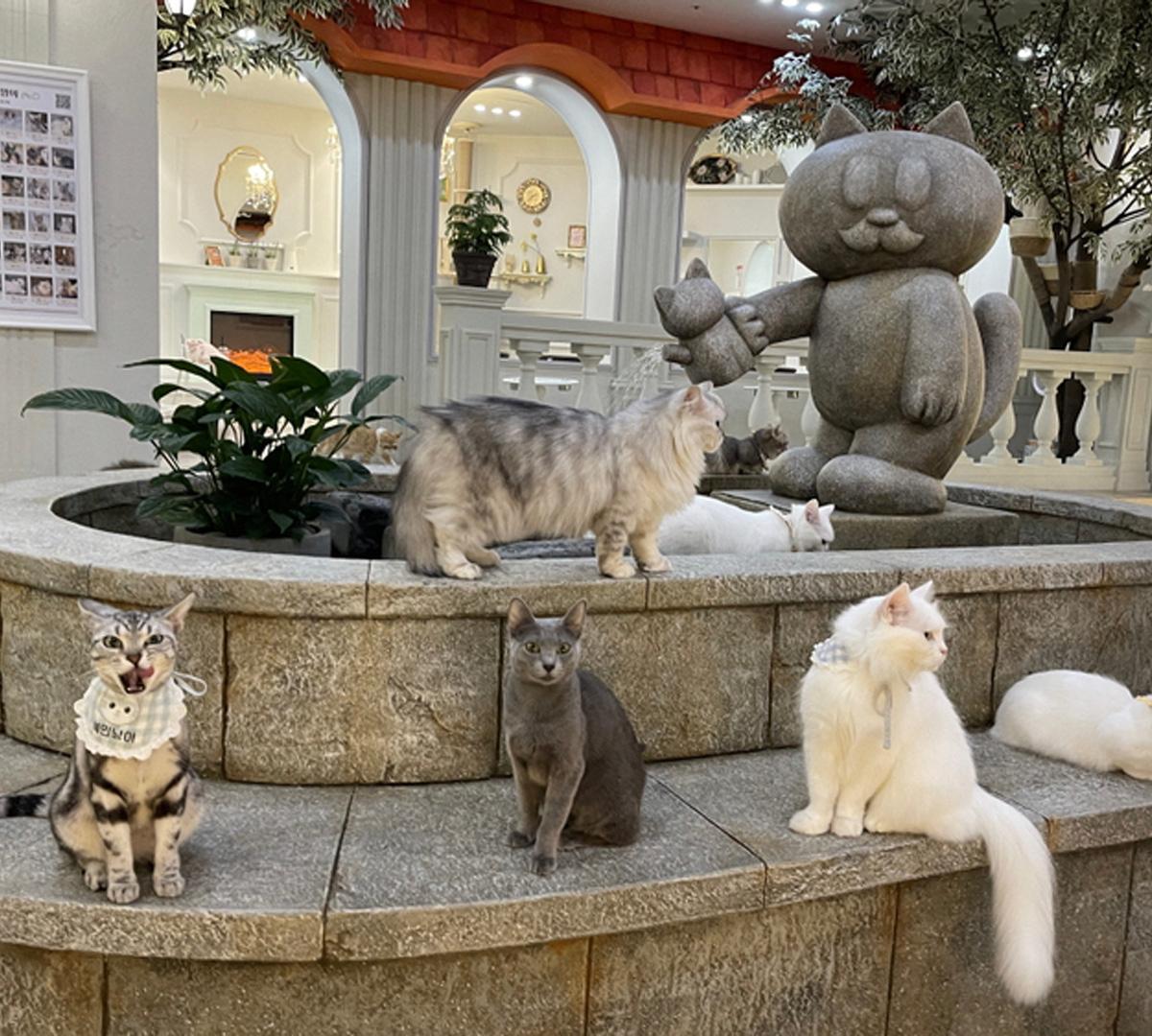 Hongdae Roof Cat Me CafeㅣWeekday Discount Ticket -image