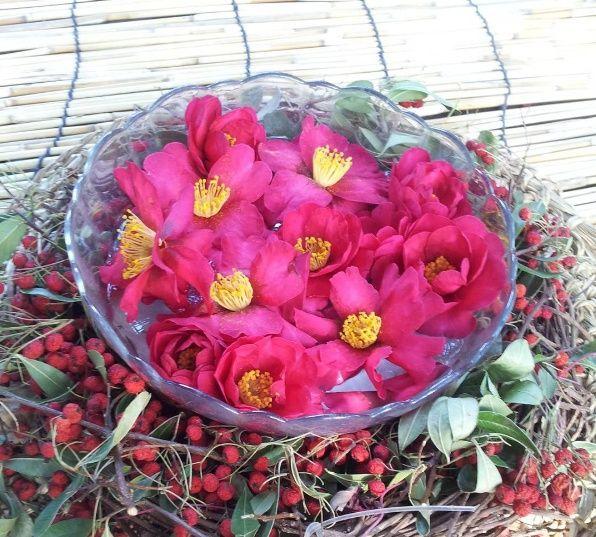Dongbaek Island, Busan has magenta flowers and houseplants in pots.