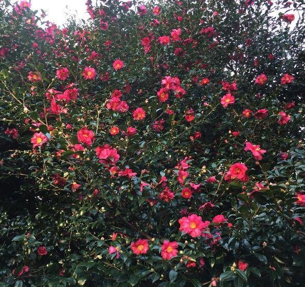 Flowers and shrubs at Dongbaek Island Walking Trail in Busan, Korea - featuring maybe hybrid tea roses and Rosa × centifolia