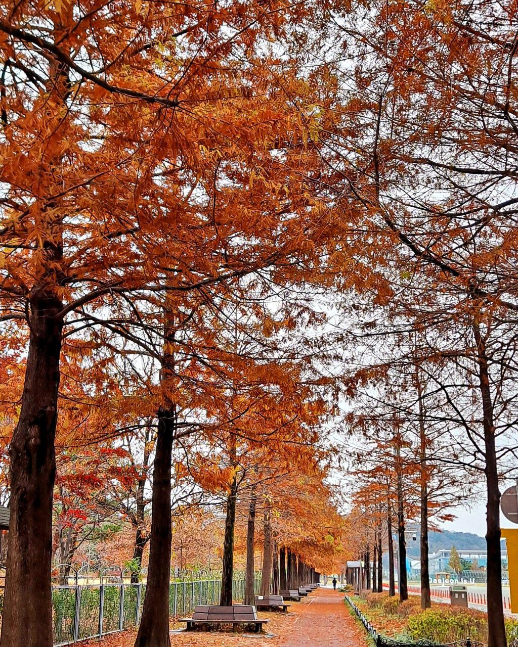 Hanbat Arboretum