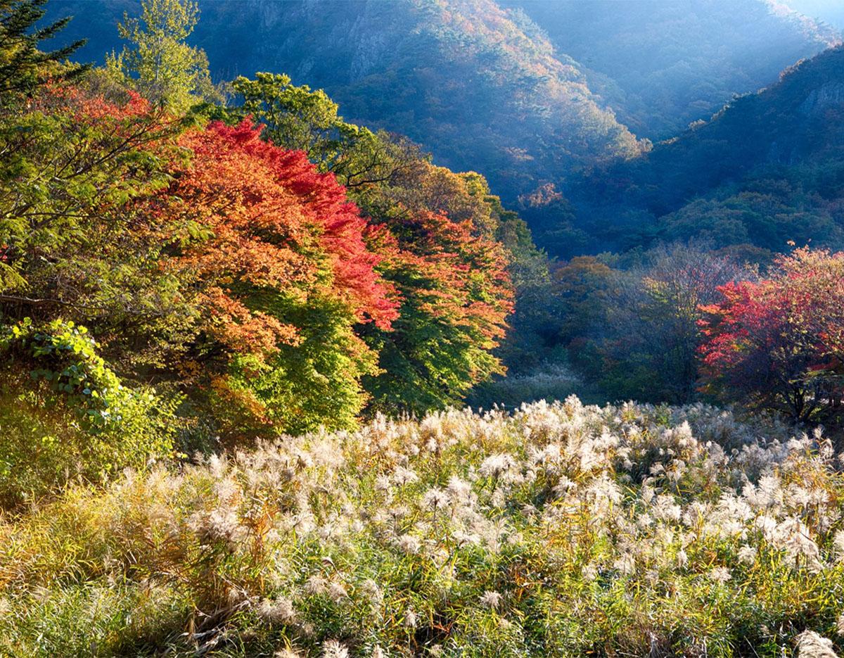 Naejangsan National Park