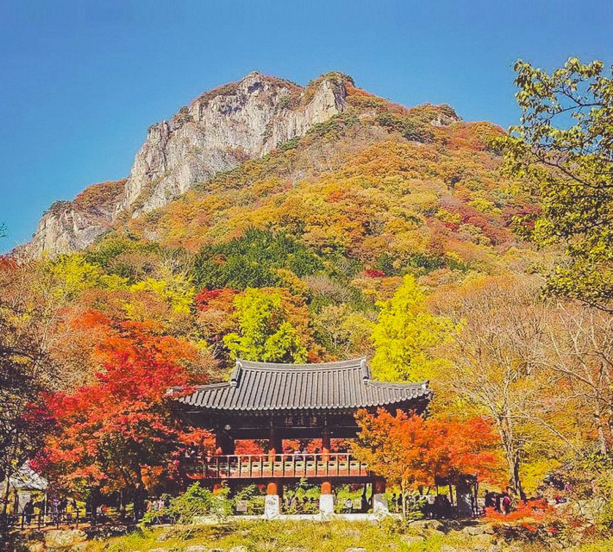 Excursion d'une journée au feuillage d'automne de NaejangsanㅣAvec transfert Séoul ↔︎ Busan