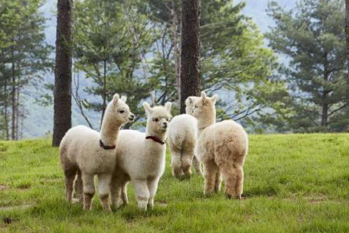 Alpaca World