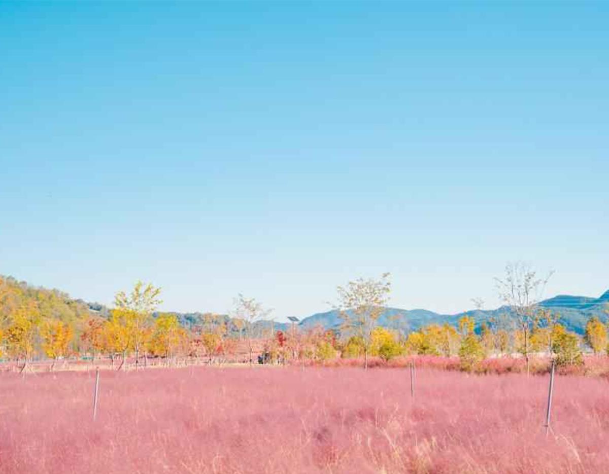 Autumn Special: Jinju Namgang Lantern Festival & Pink Muhly Grass Field Tour