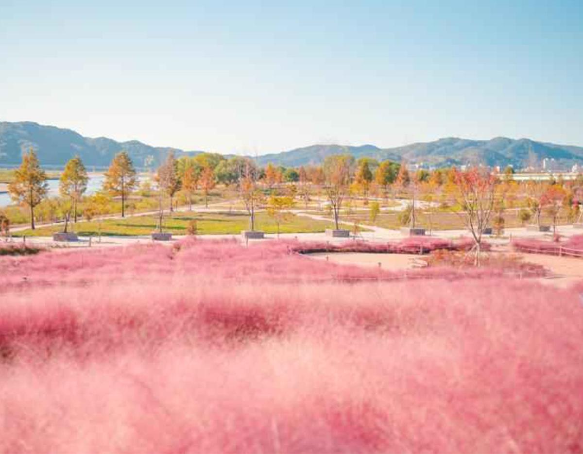 Autumn Special: Jinju Namgang Lantern Festival & Pink Muhly Grass Field Tour