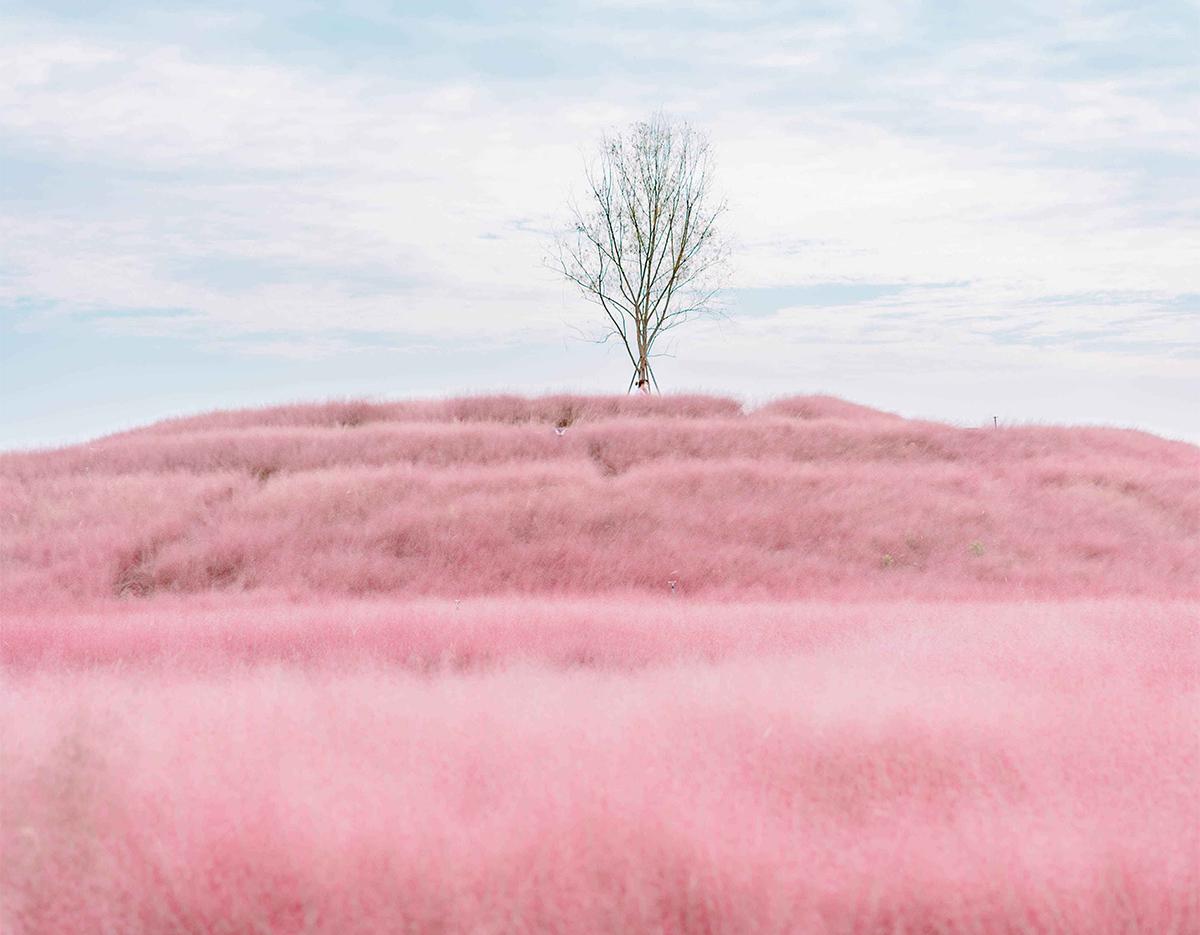 Autumn Special: Jinju Namgang Lantern Festival & Pink Muhly Grass Field Tour