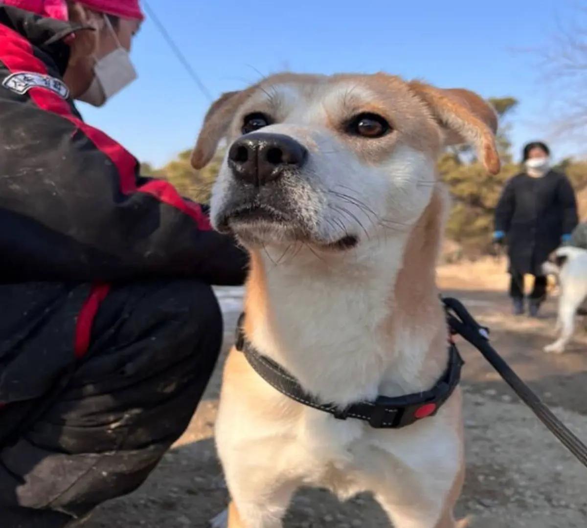 Hilfe für streunende Hunde | Eintägige Freiwilligenarbeit in Seoul