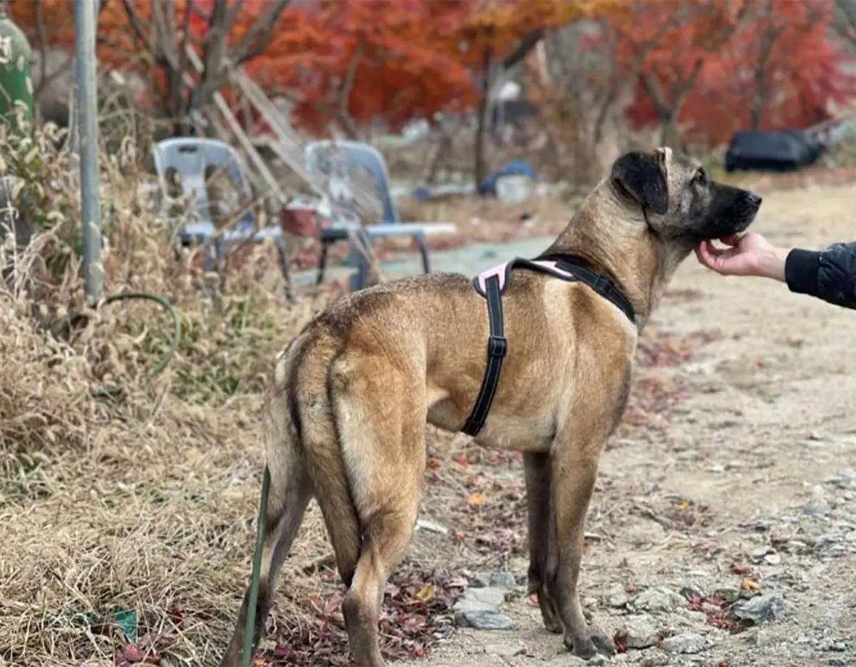 [1DAY] Seoul Rescued Animal Care