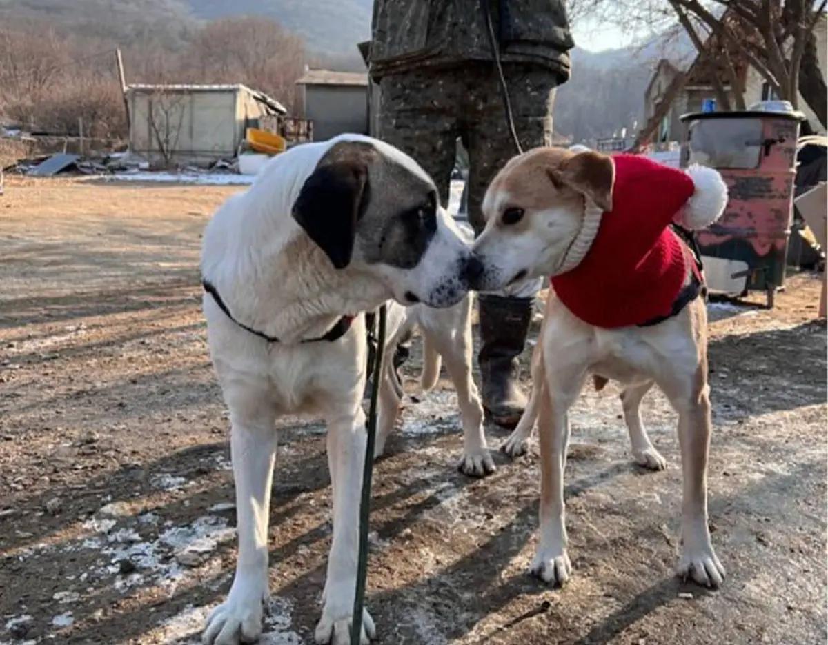 [1DAY] Seoul Rescued Animal Care