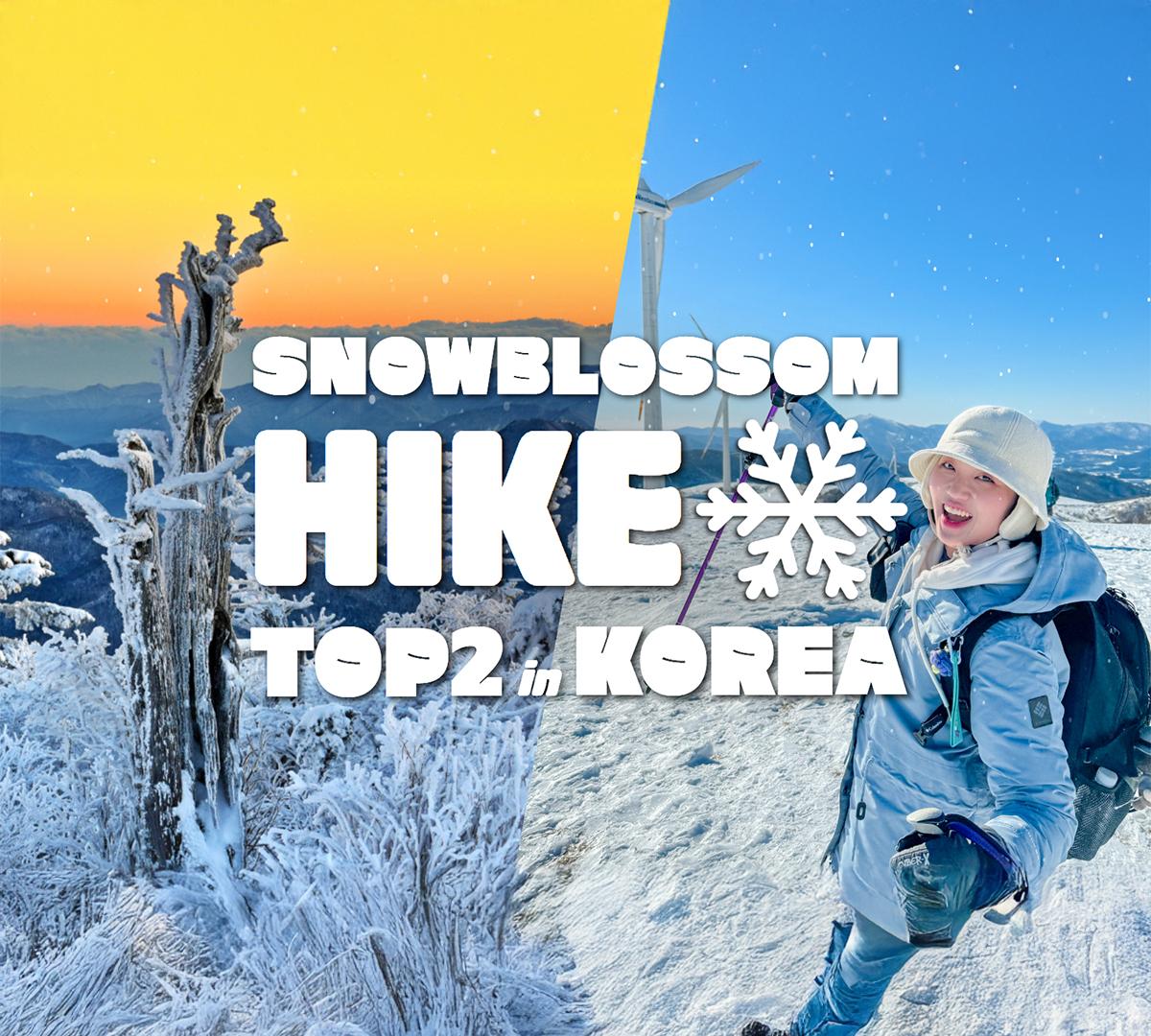 UNIQUE Top 2 Snow Blossom & Authentic Korean foods Day Tour | Seonjaryeong Natural Sledding, Taebaeksan Sunrise Hike (Departure from Seoul)