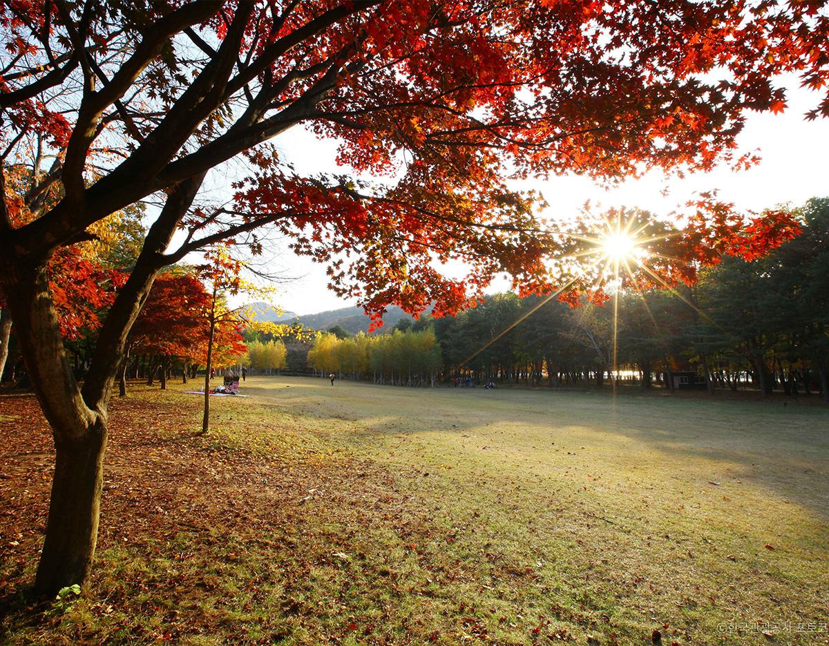 Nami Island + Lotte World/Seoul Sky One Day Tour
