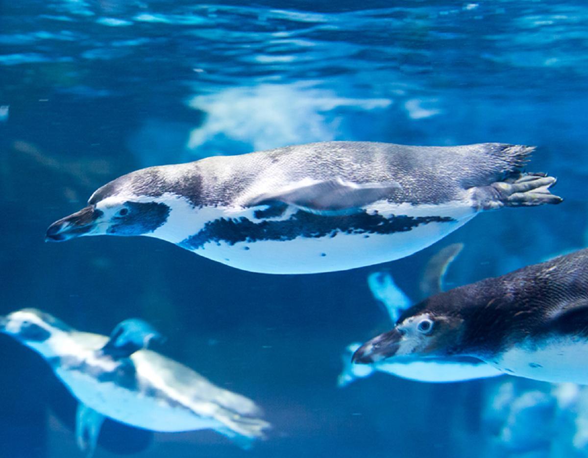 [Everland X Lotte World] Double Theme Park Day Tour