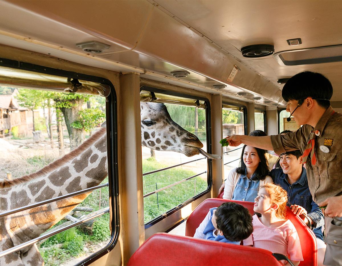 Ultra Theme Park One Day Tour | Everland + Lotte World