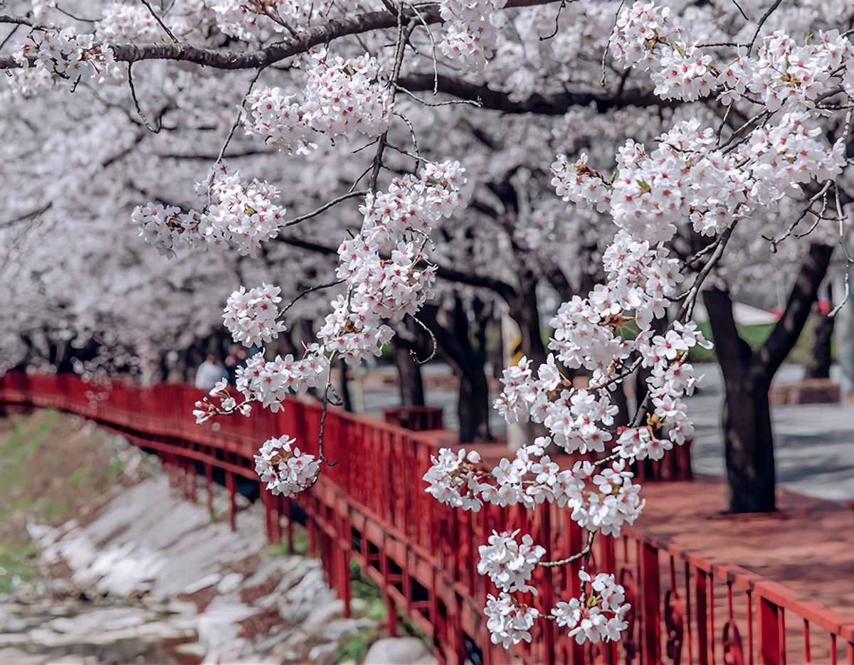Cherry Blossom 
