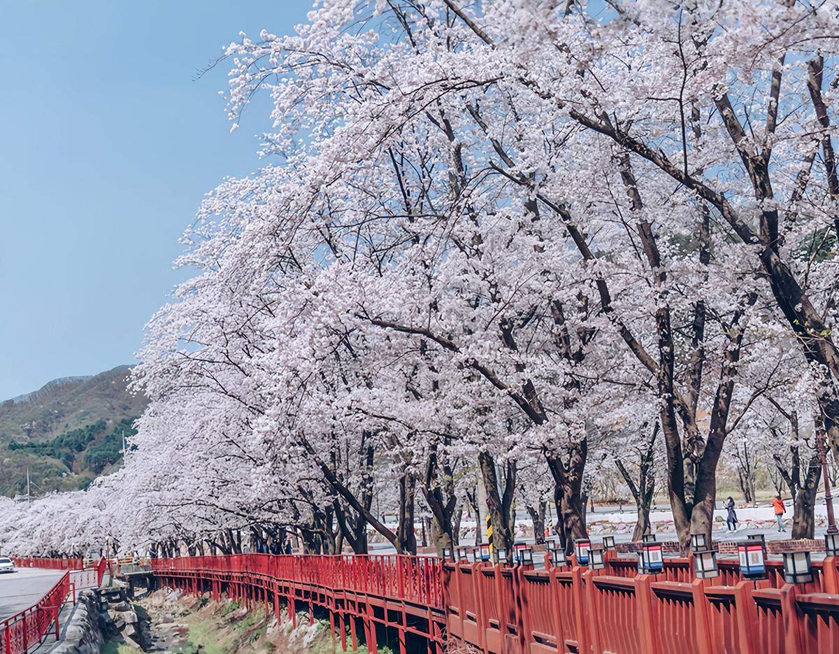 Cherry Blossom 
