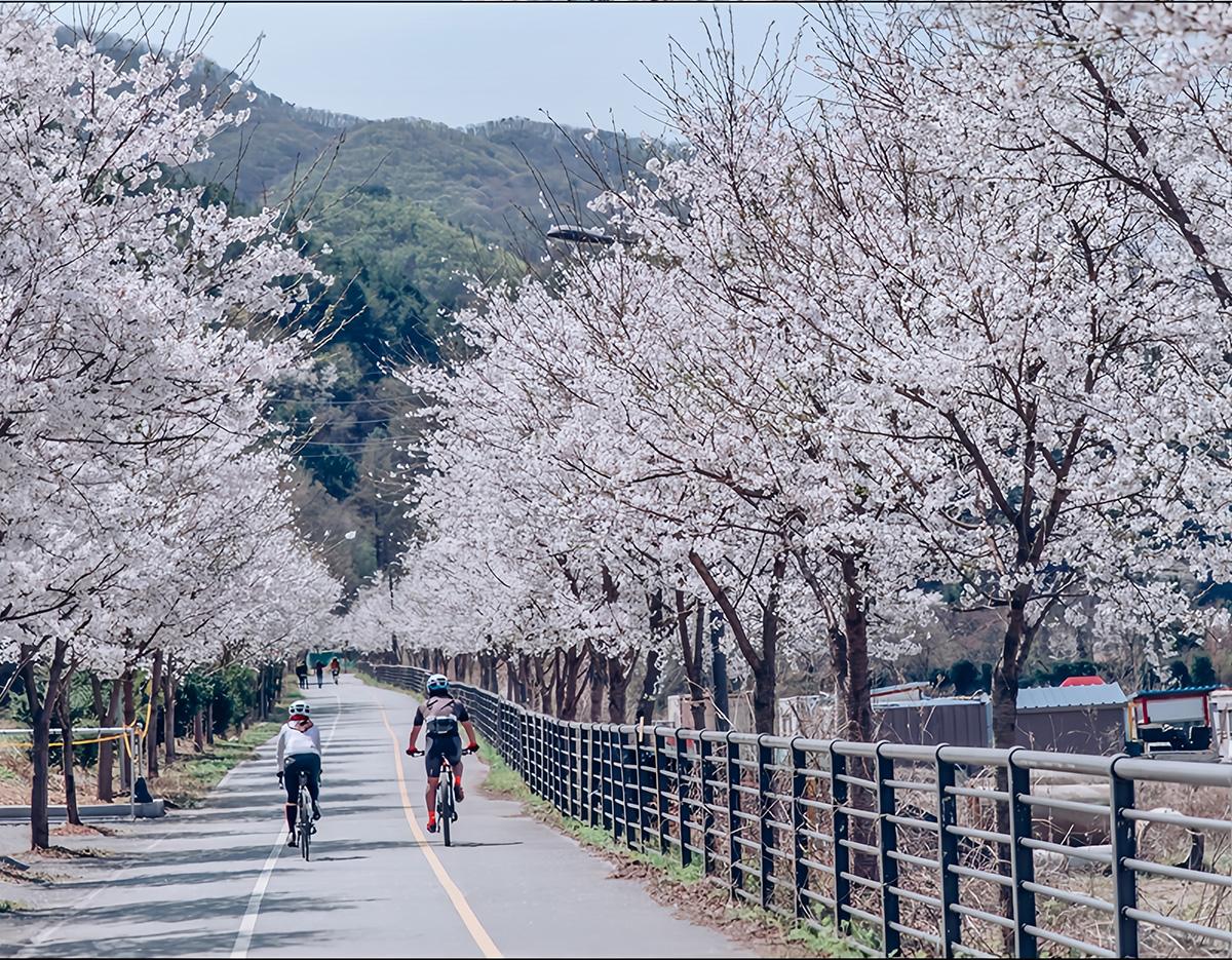 Cherry Blossom 