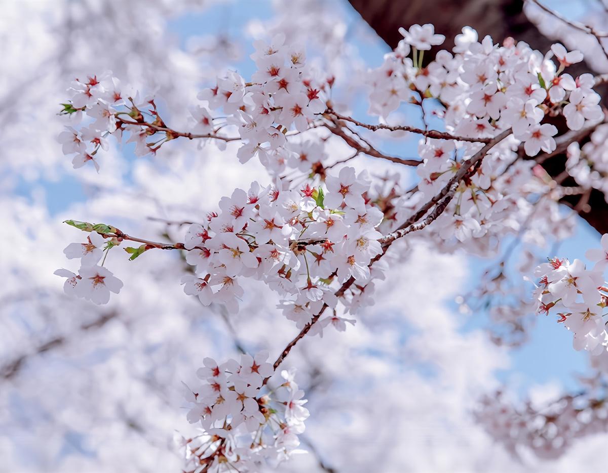 Cherry Blossom 