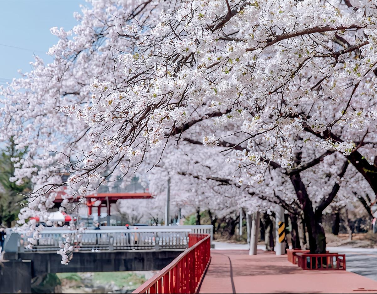 Cherry Blossom 