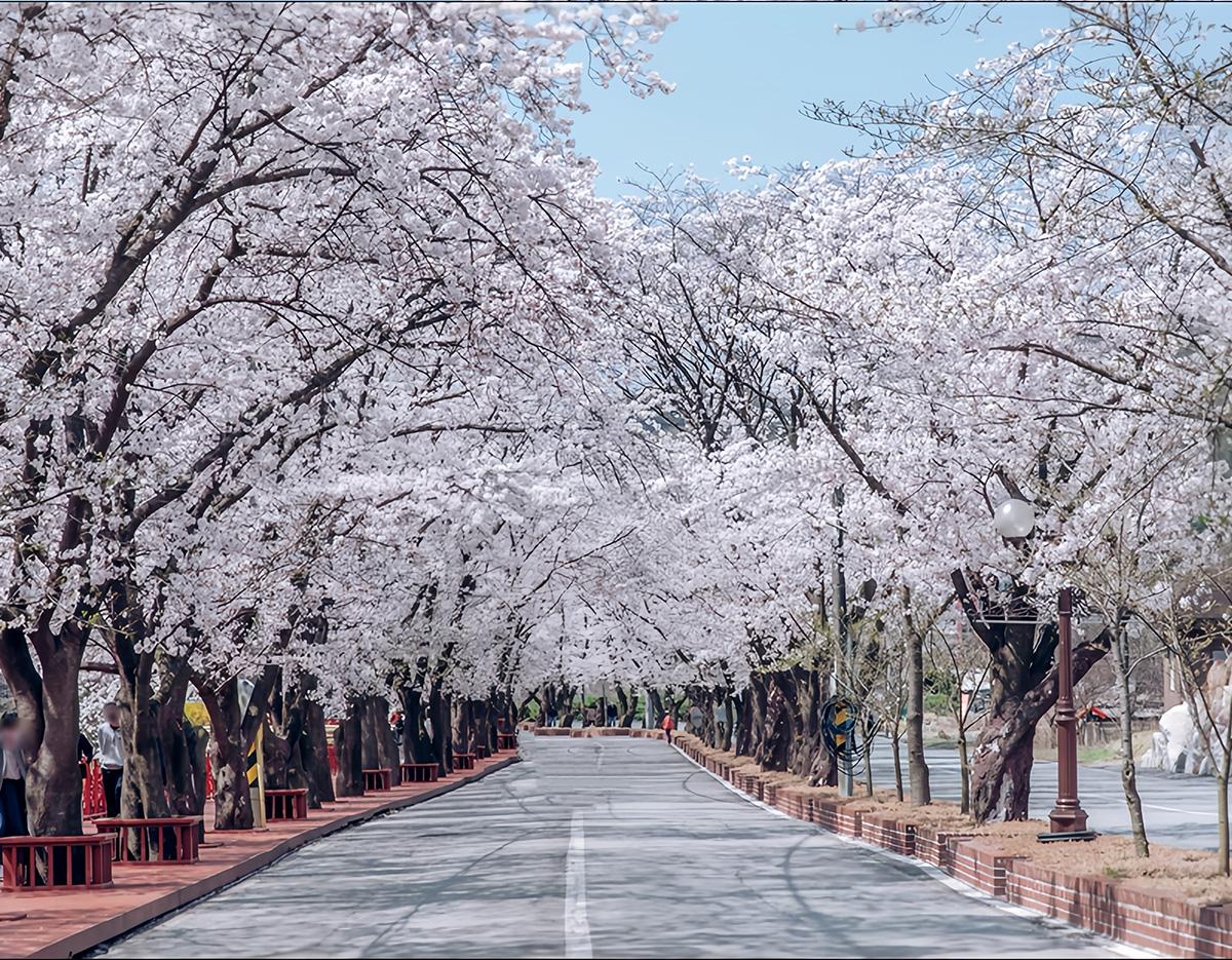 Cherry Blossom 