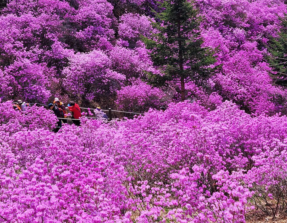 Bucheon Azalea & Cherry Blossom Festival & Gwangmyeong Cave Tour