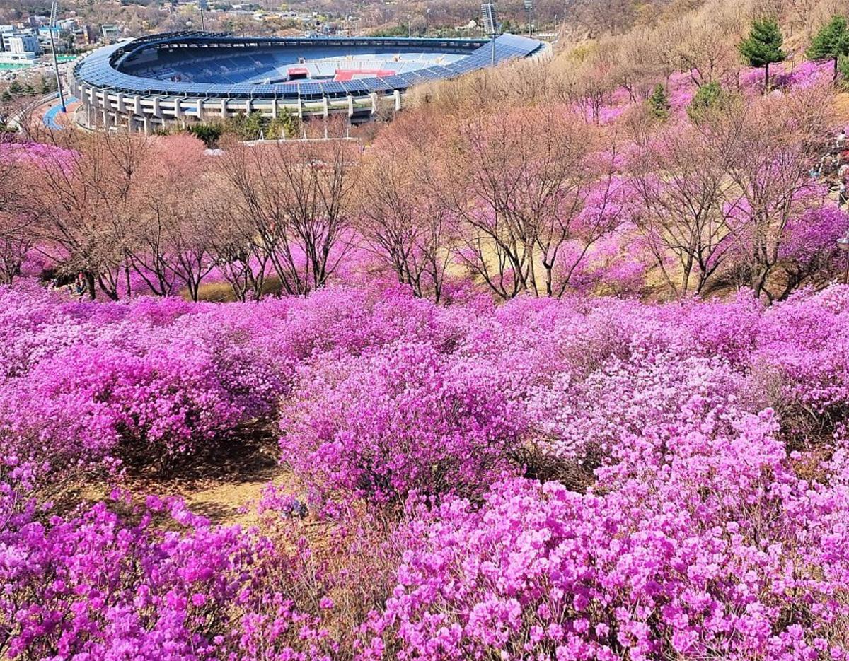 Bucheon Azalea & Cherry Blossom Festival & Gwangmyeong Cave Tour