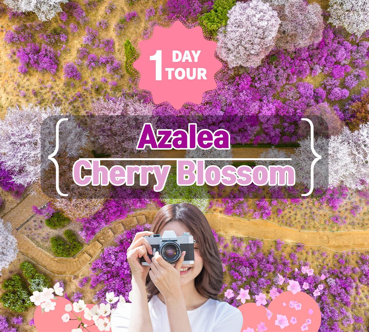ทัวร์หนึ่งวันเทศกาลอะซาเลียและซากุระที่เมืองบูชอน + ถ้ำกวางมยอง | ออกเดินทางจากโซล-image