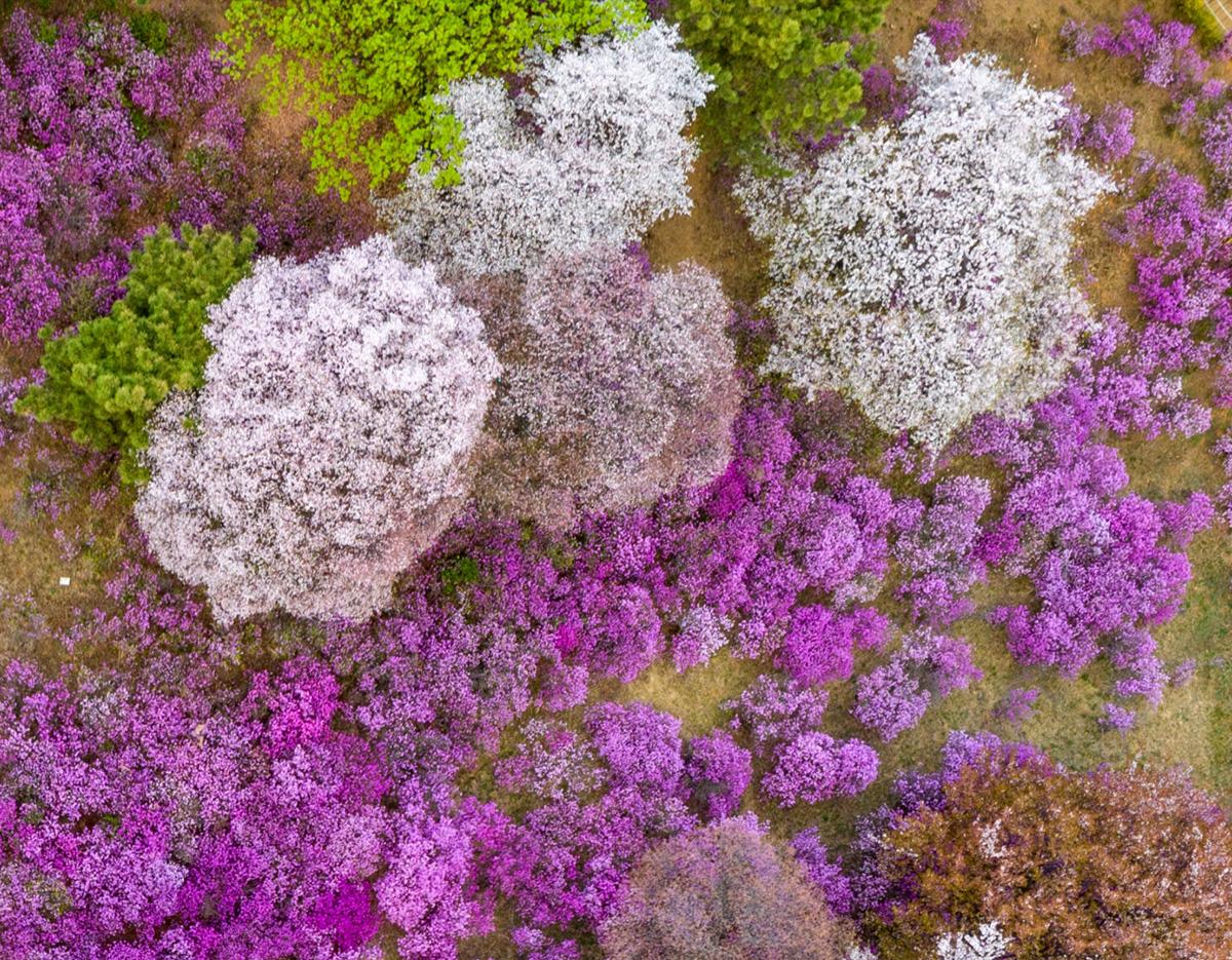Bucheon Azalea & Cherry Blossom Festival & Gwangmyeong Cave Tour