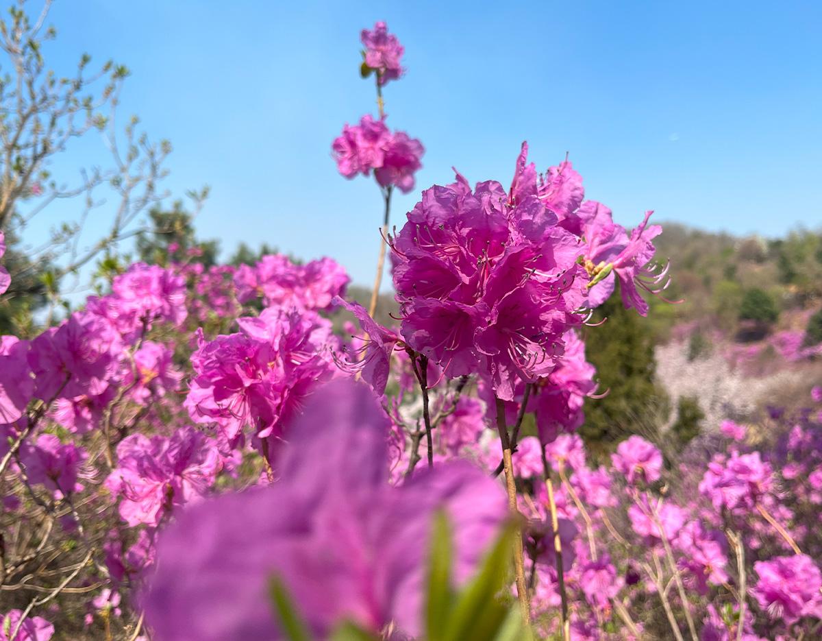 Bucheon Azalea & Cherry Blossom Festival & Gwangmyeong Cave Tour