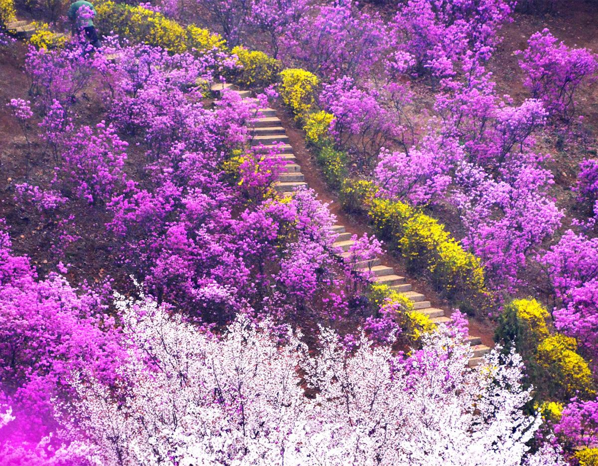 Bucheon Azalea & Cherry Blossom Festival & Gwangmyeong Cave Tour