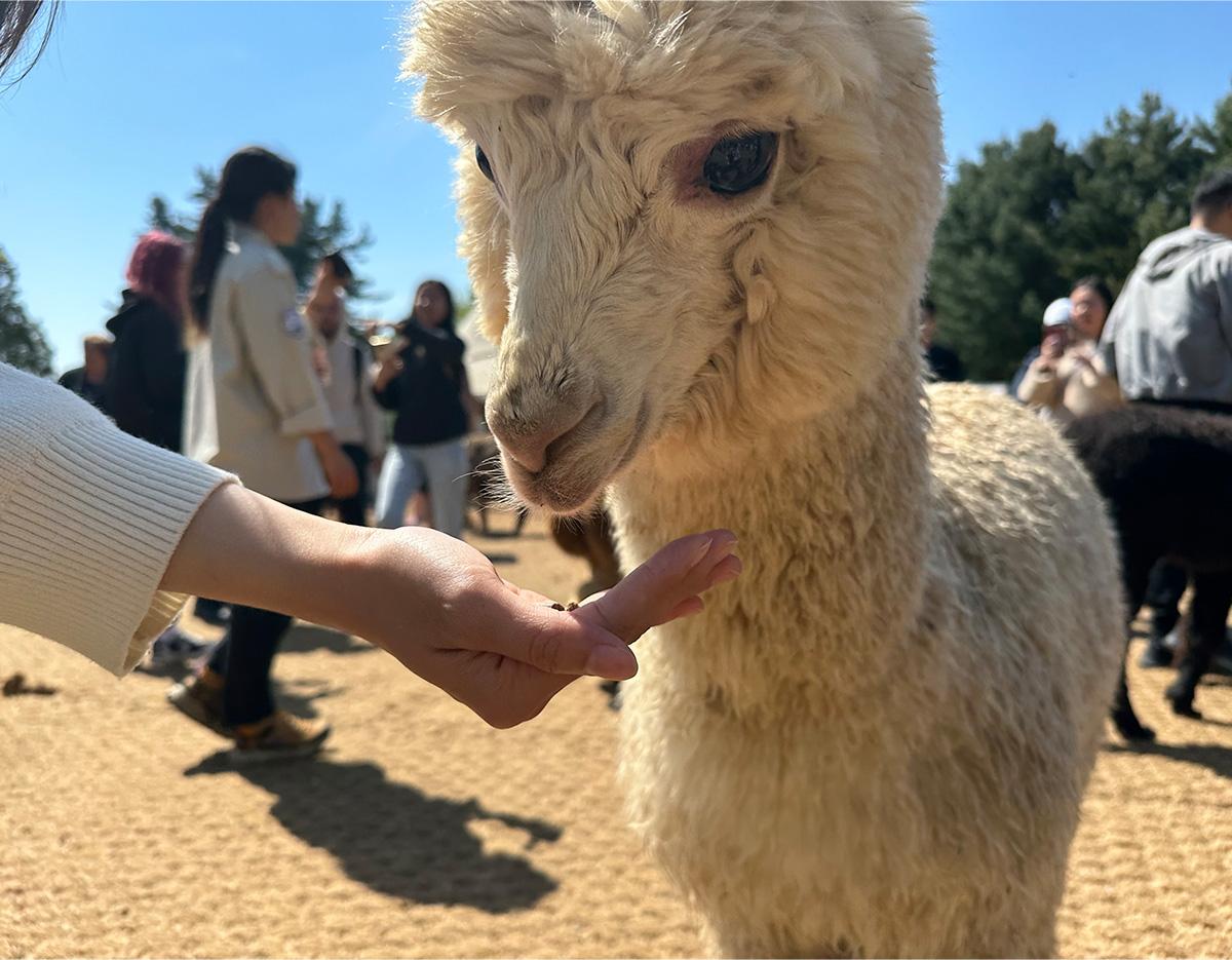 alpacaworld