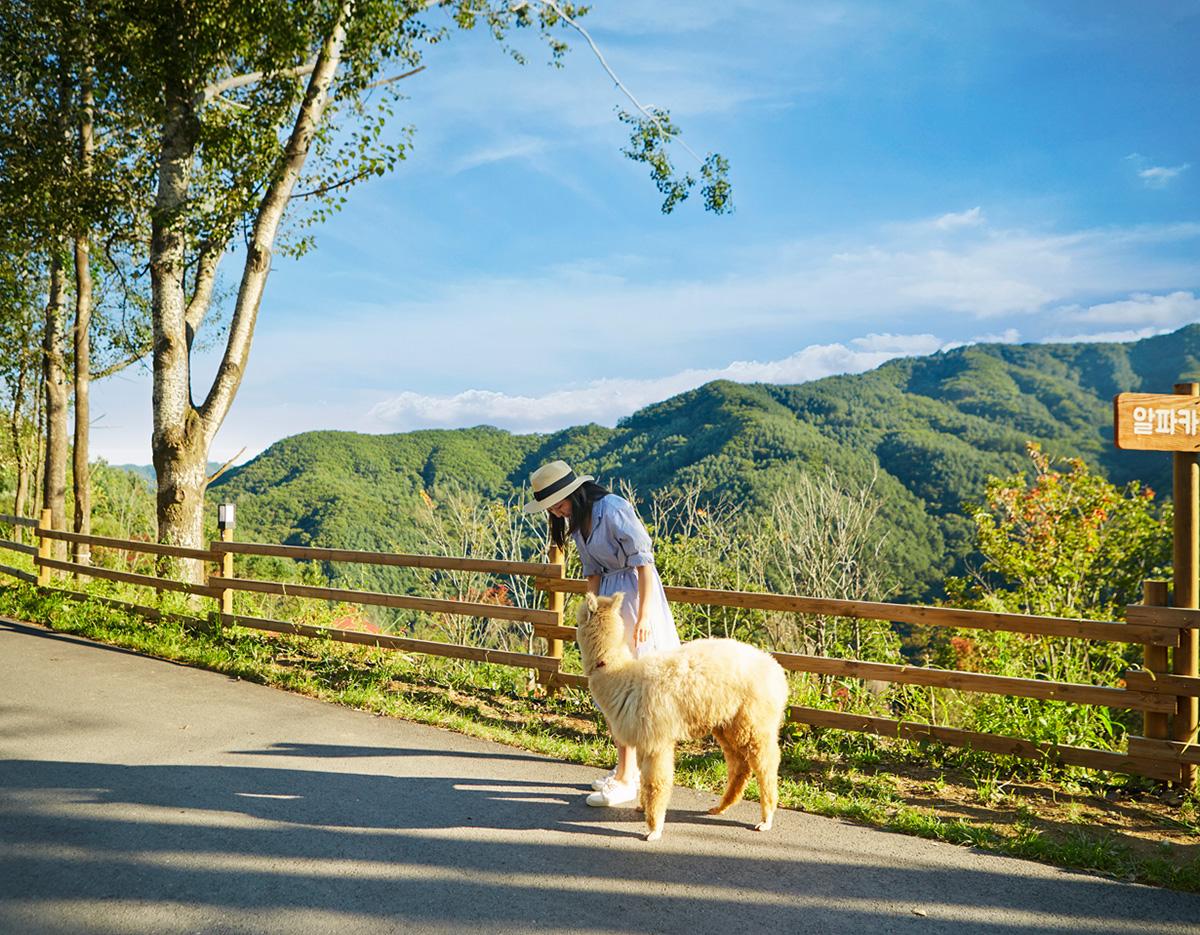 alpacaworld