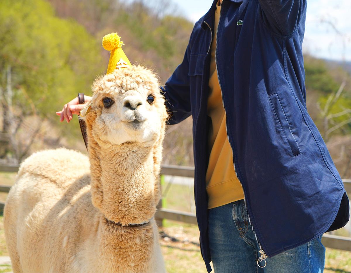 alpacaworld