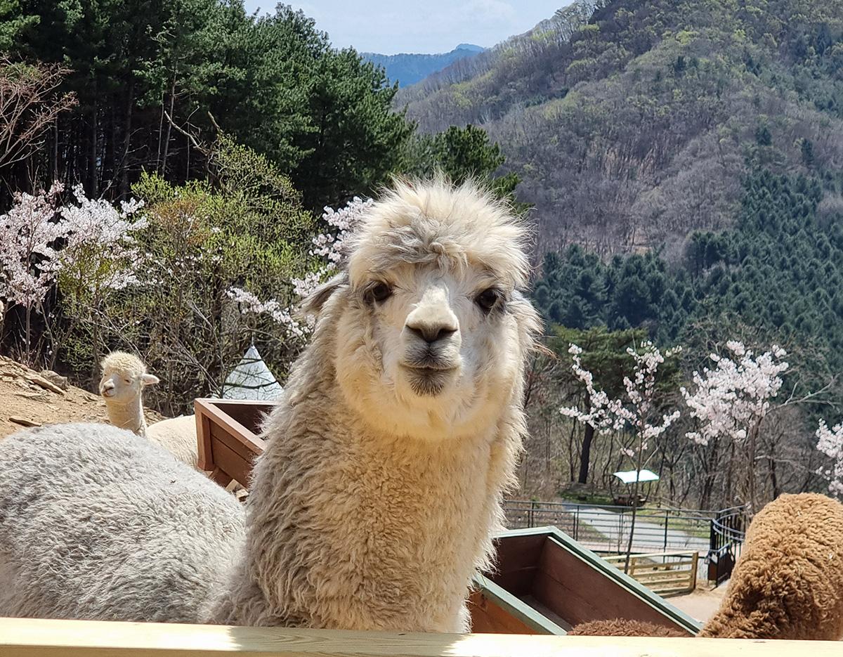 alpacaworld