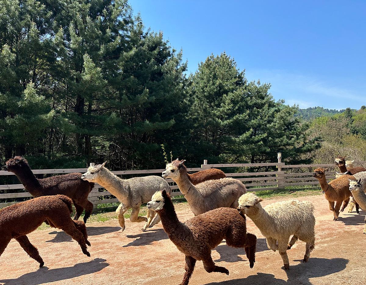 alpacaworld