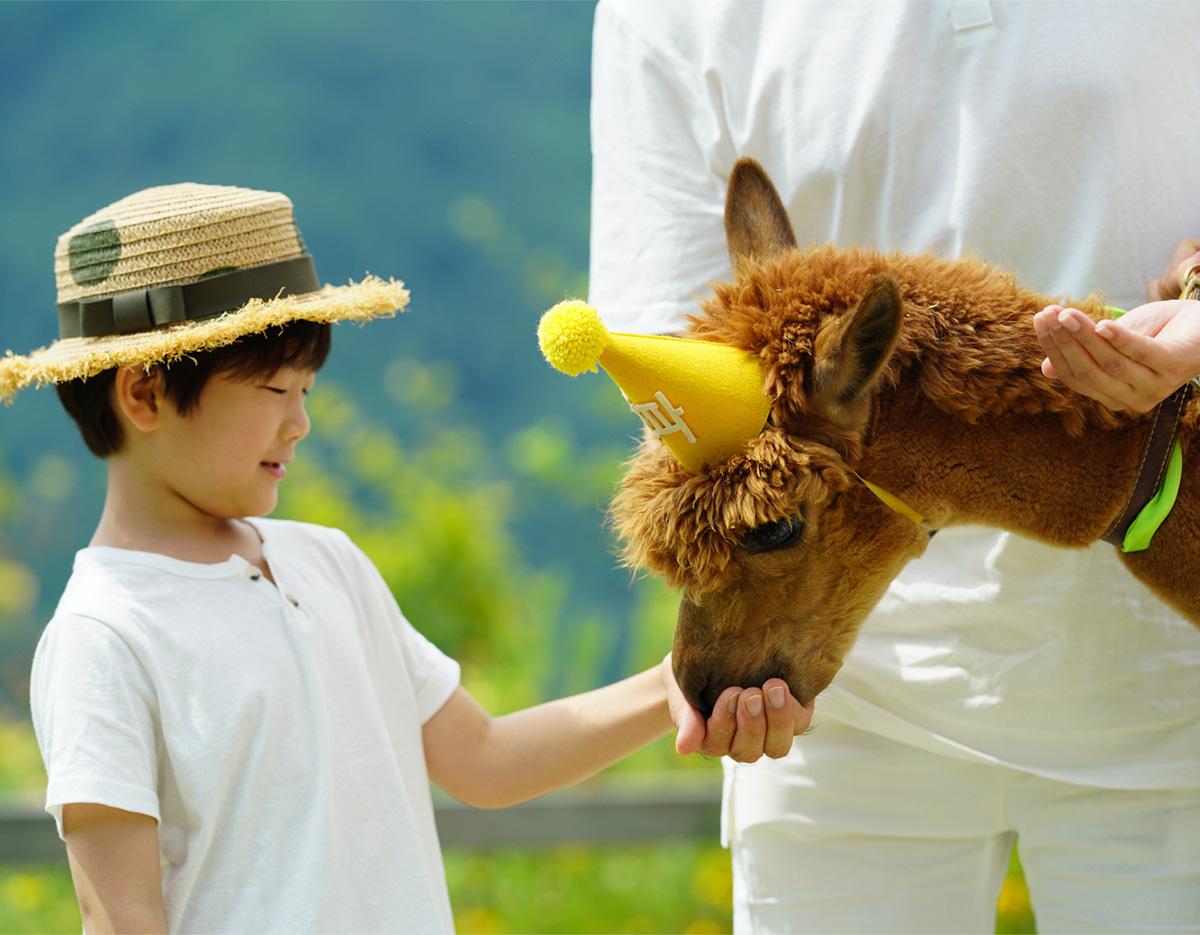 alpacaworld