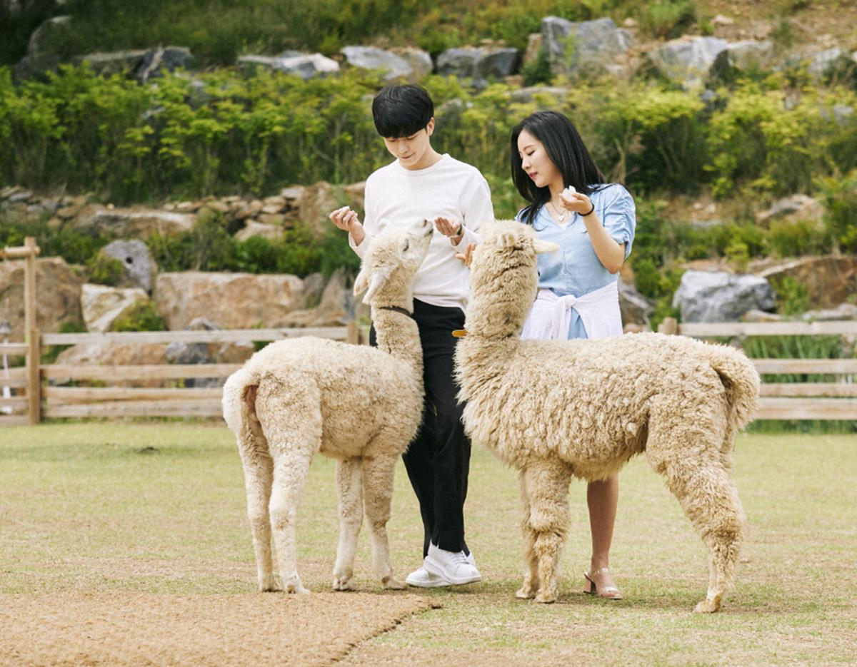 alpacaworld