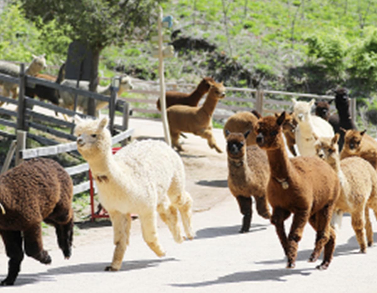 alpacaworld