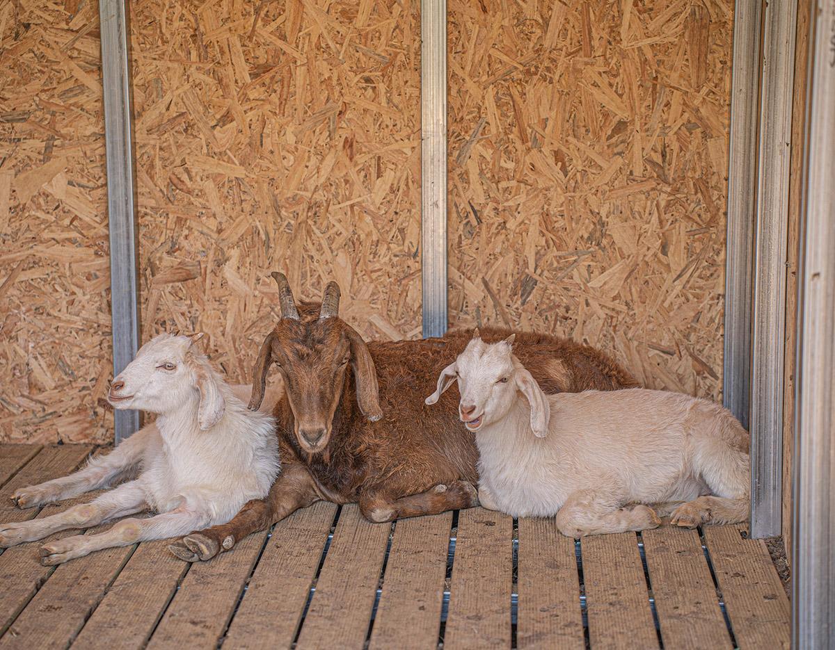Sheep Farm