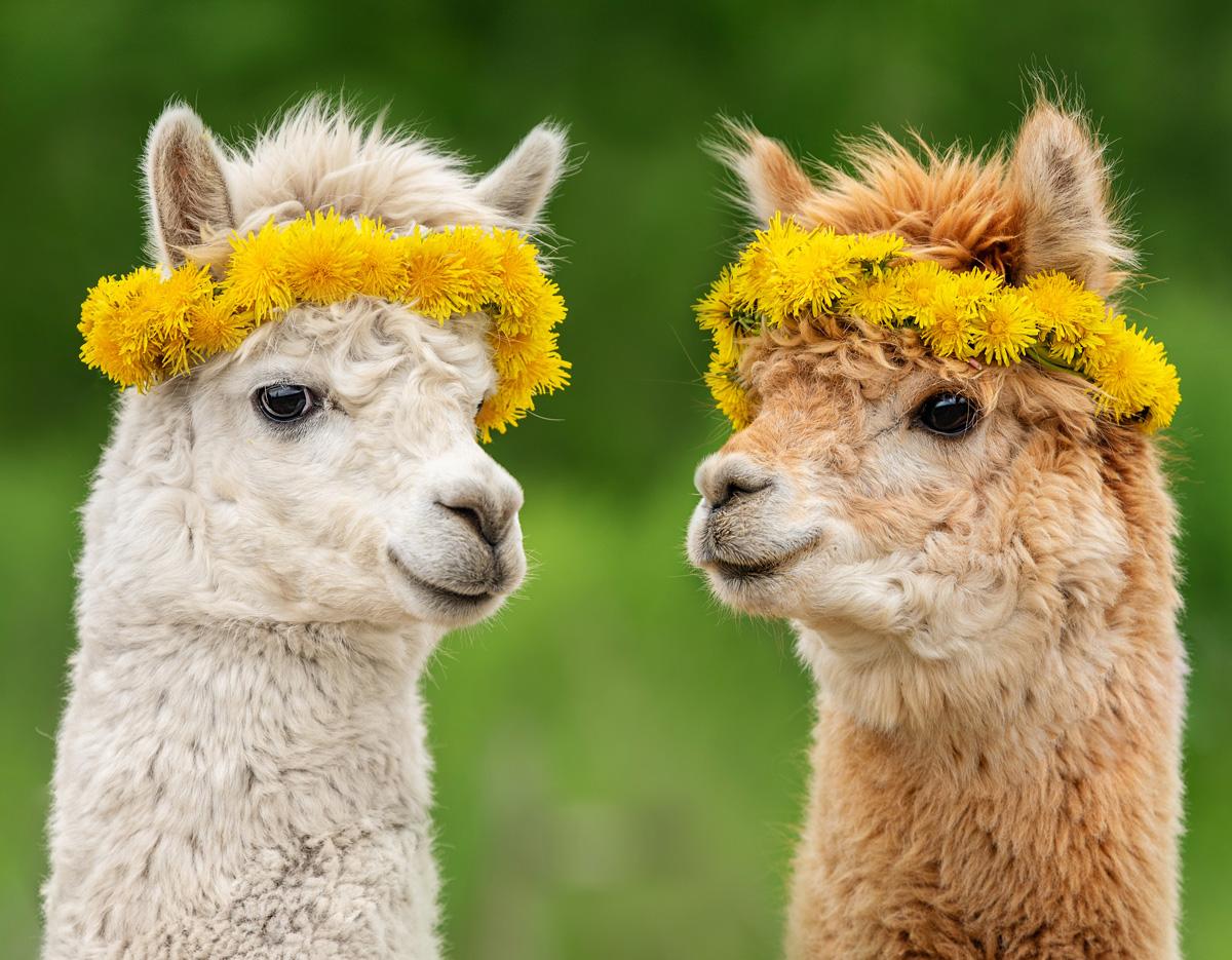 Alpaca World