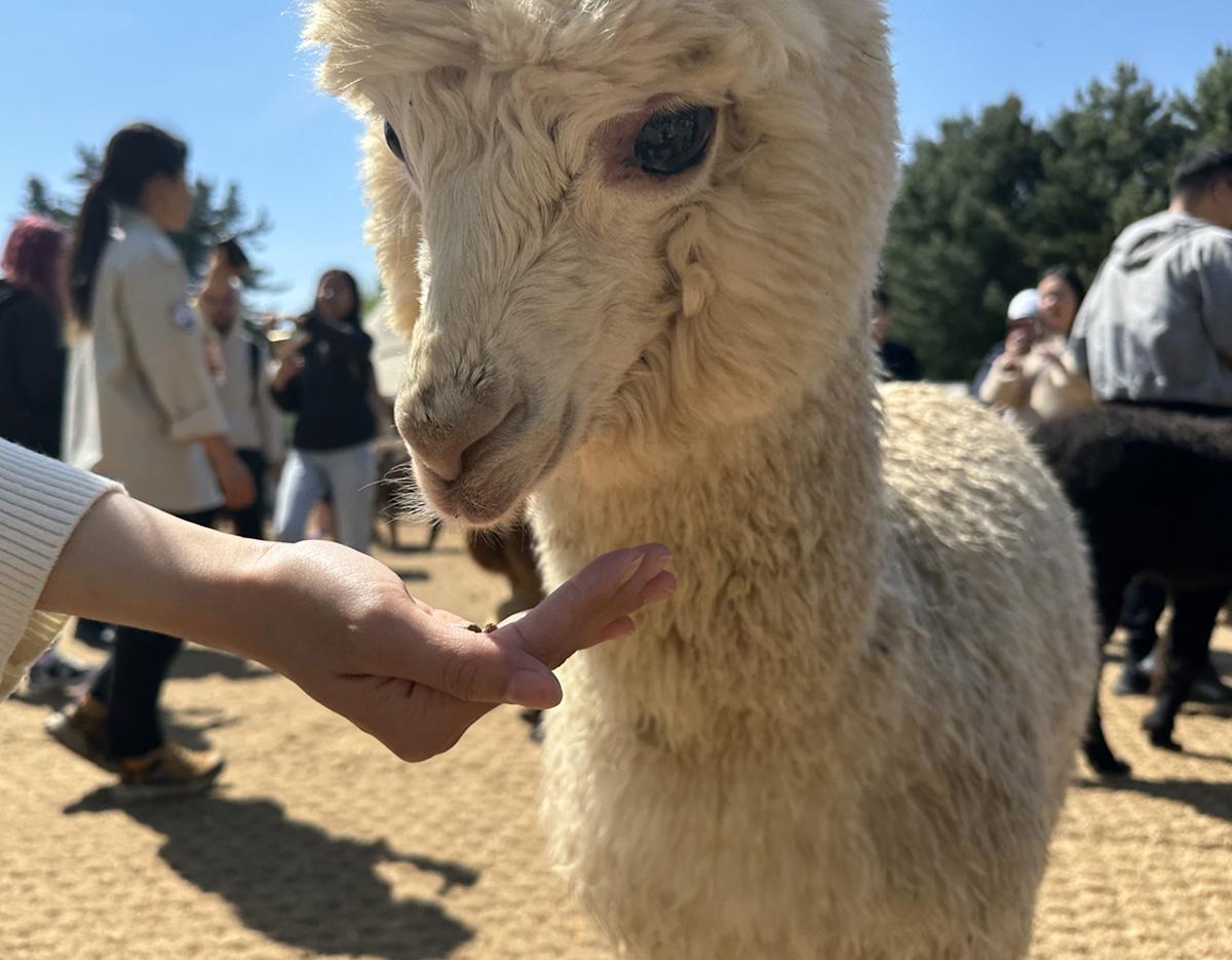 Alpaca World