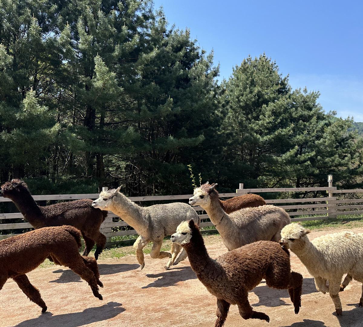 ทัวร์หนึ่งวัน Alpaca World + Rail Bike + Vivaldi Park | ออกเดินทางจากโซล-image
