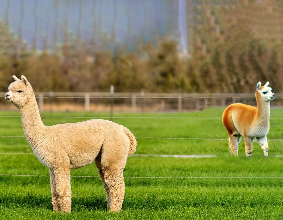 Alpaca World