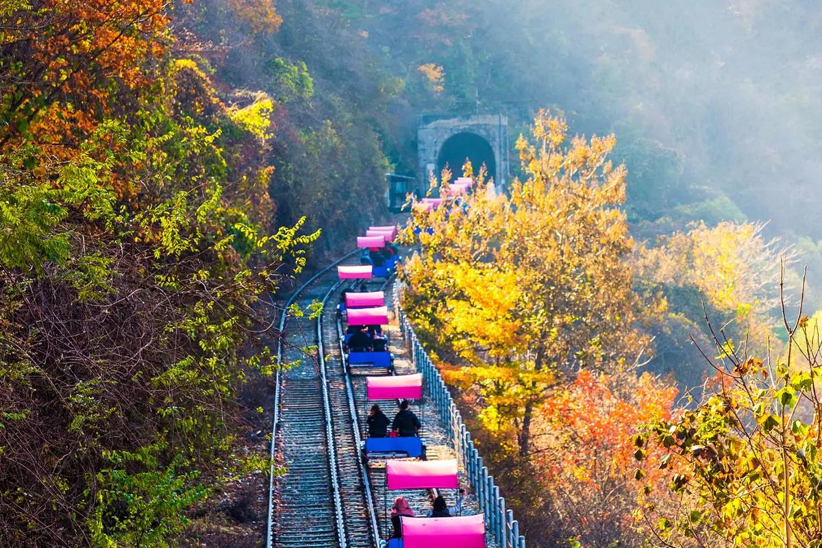 Nami Island + The Garden of Morning Calm + Alpaca World + Rail Bike + Petite France + The Stay Healing Park Starlight Garden | Seoul Departure