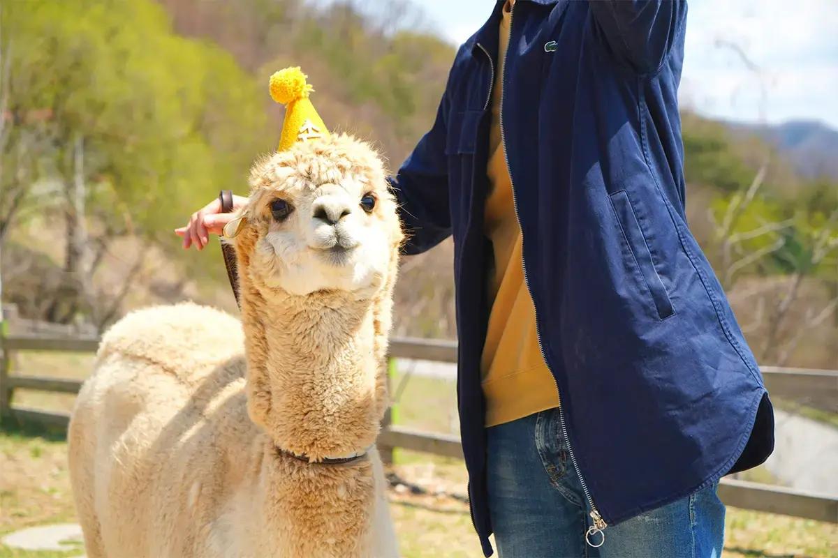 Nami Island + The Garden of Morning Calm + Alpaca World + Rail Bike + Petite France + The Stay Healing Park Starlight Garden | Seoul Departure