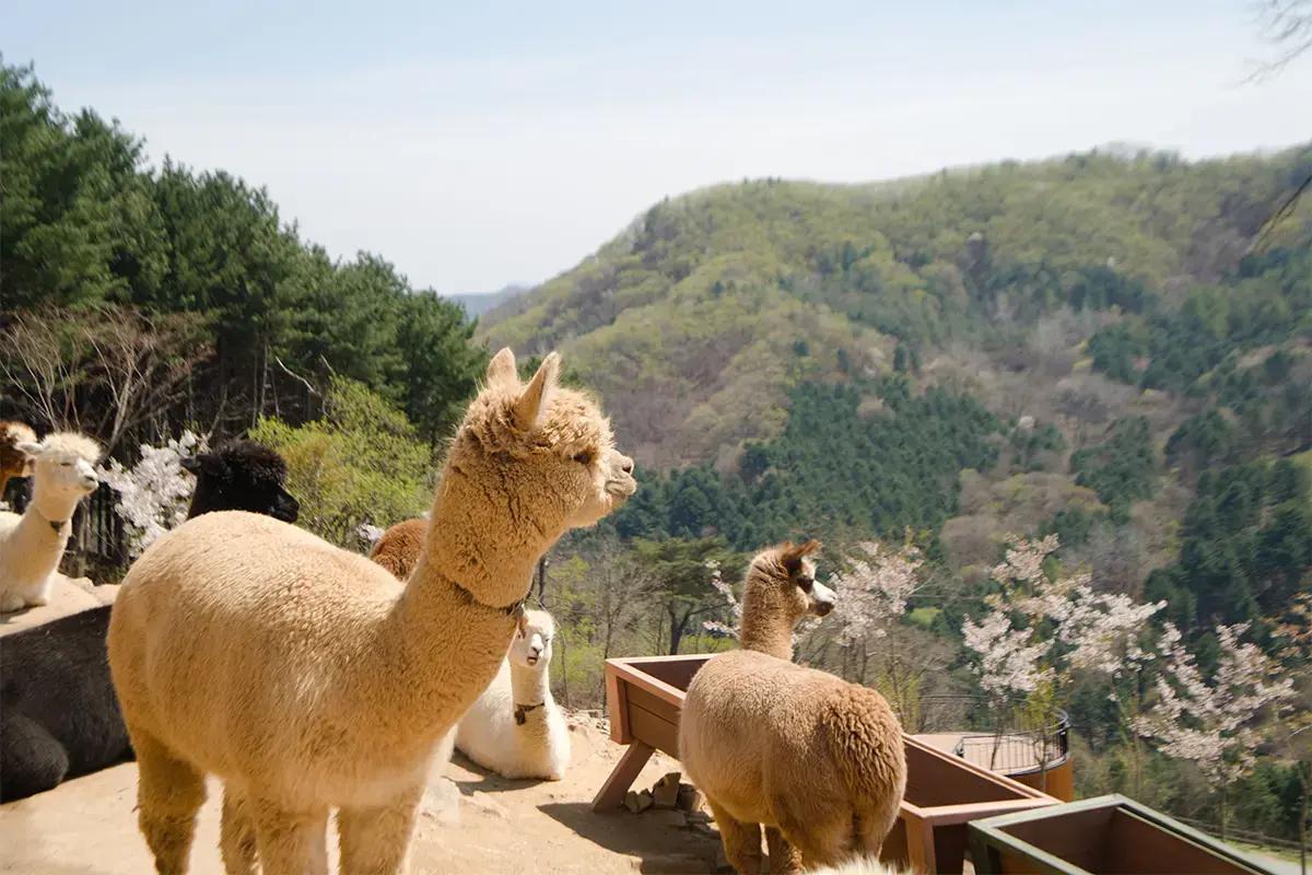 Nami Island + The Garden of Morning Calm + Alpaca World + Rail Bike + Petite France + The Stay Healing Park Starlight Garden | Seoul Departure