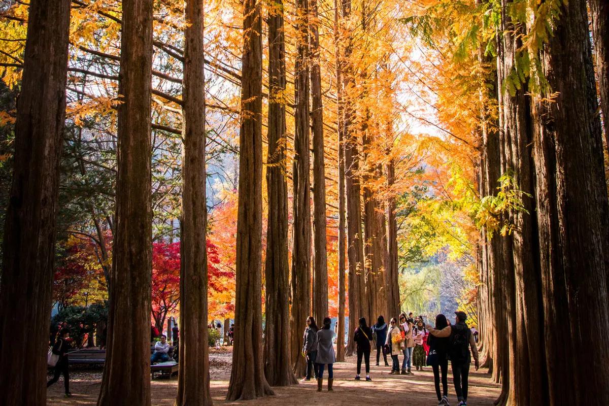 Nami Island + The Garden of Morning Calm + Alpaca World + Rail Bike + Petite France + The Stay Healing Park Starlight Garden | Seoul Departure